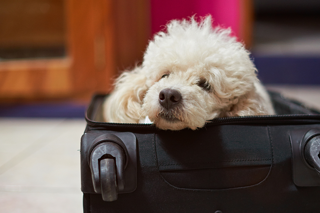 can you take dogs abroad on holiday